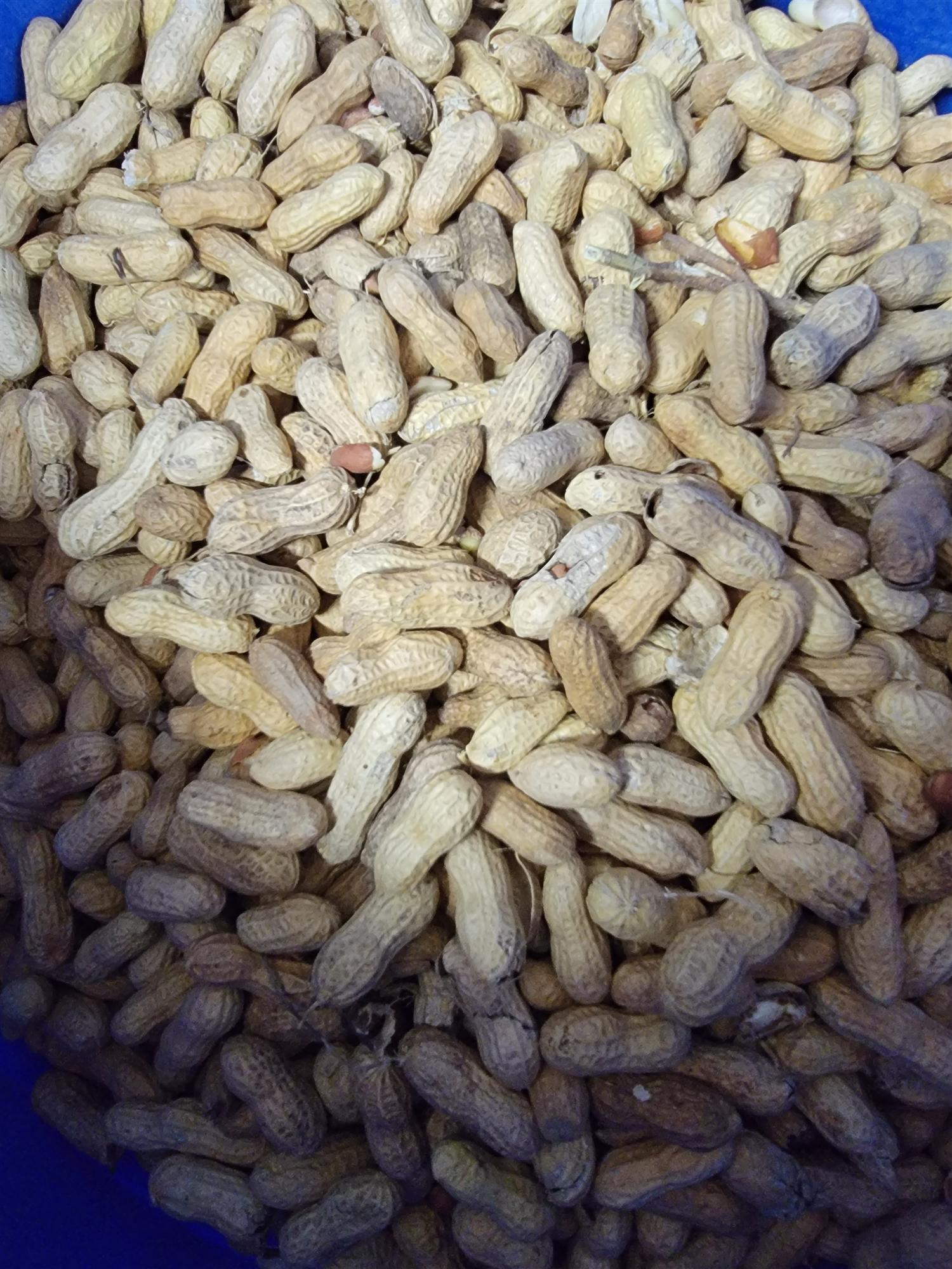 Peanuts in shell